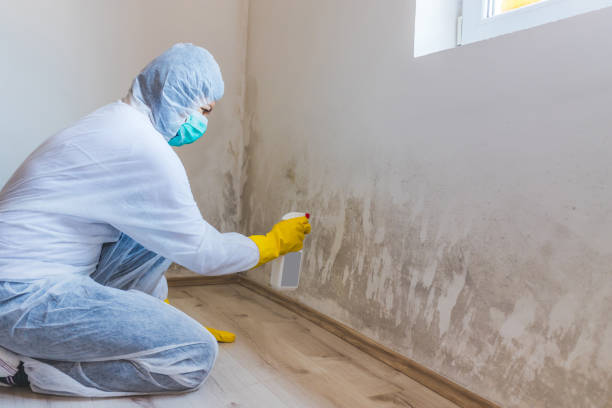 Professional mold removal team in Alberta